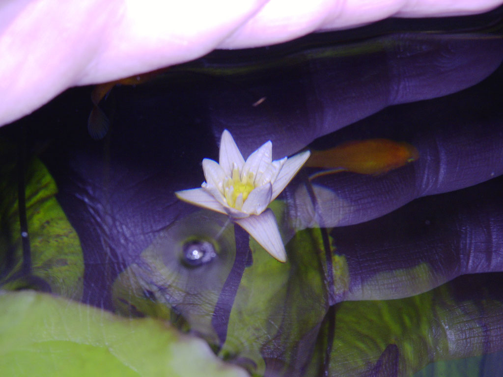 Nymphaea minuta Jan 10 05 Image019